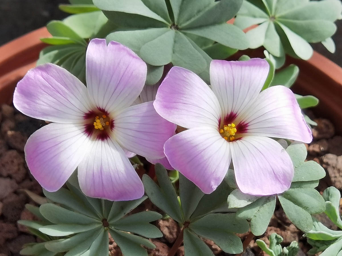 Oxalis adenophyla photo